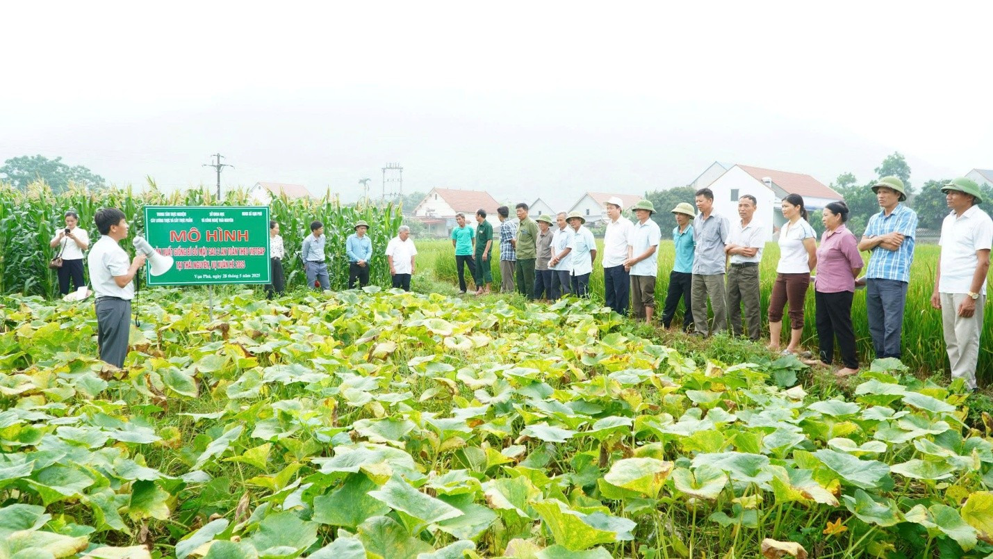 Phát triển giống bí đỏ Mật Sao 2 theo hướng sản xuất hàng hóa tại Thái Nguyên