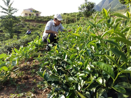 Ứng dụng tiến bộ khoa học và công nghệ nâng cao chất lượng chè nguyên liệu cho chế biến chè Olong và chè xanh chất lượng cao