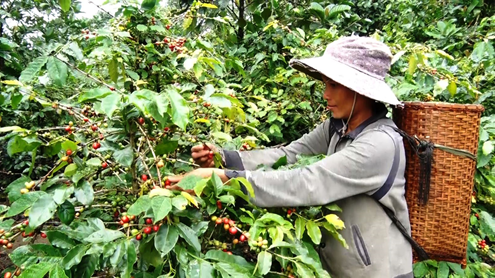 Xây dựng chỉ dẫn địa lý cho cà phê “Khe Sanh”