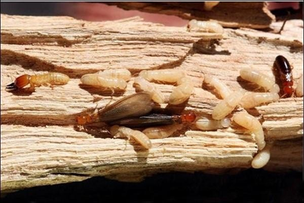 Trạm bả diệt mối hiệu quả cao, không hại môi trường