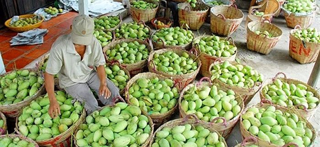 Xây dựng chuỗi giá trị xoài Việt Nam phục vụ thị trường trong nước và các thị trường xuất khẩu chủ lực