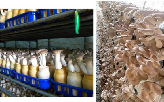 Sản xuất thử nghiệm giống nấm dạng dịch thể đối với một số loại nấm chủ lực