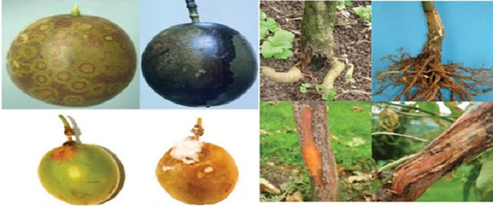 Nghiên cứu sản xuất chế phẩm sinh học phòng chống bệnh thối gốc rễ (Phytophthora) trên cây chanh leo