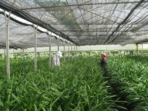 Hoạt động khoa học địa phương: Trên 70% được ứng dụng