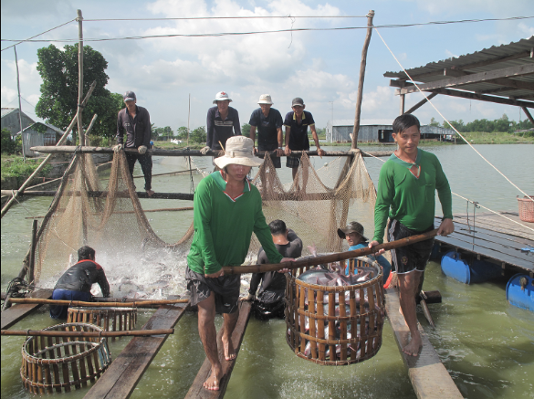 Giá cá tra tăng, người nuôi phấn khởi