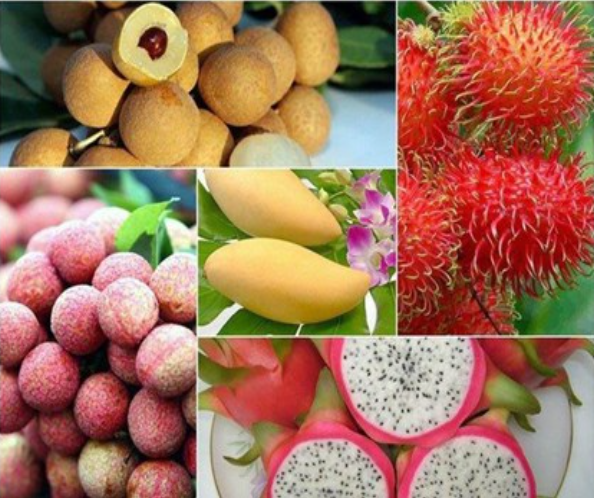 Nghiên cứu tuyển chọn giống và hoàn thiện quy trình kỹ thuật thâm canh một số cây ăn quả chủ lực (chuối cam bưởi nhãn vải) ở các tỉnh phía Bắc