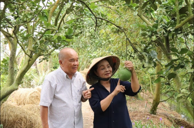 Một ông nông dân trồng lúa, trồng bưởi da xanh hữu cơ là tỷ phú An Giang