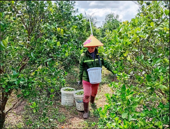 Có một thế hệ nông dân mới - Bài 1: Từ vết ngã cây tiêu đến vườn hạnh xuất Mỹ