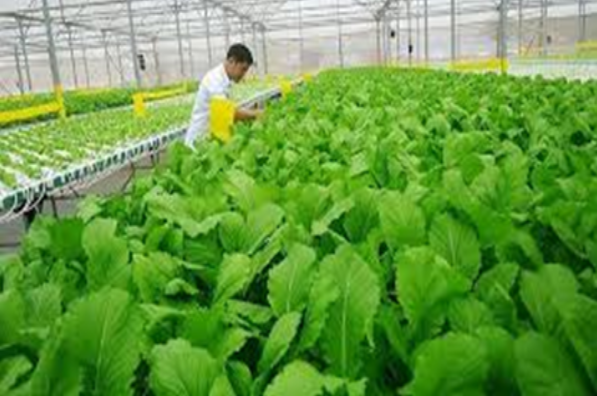 Ứng dụng khoa học kỹ thuật xây dựng mô hình sản xuất rau hữu cơ tại thành phố Đà Nẵng