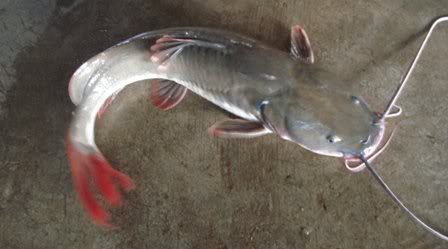 quy trinh nuoi ca lang nha thuong pham trong be