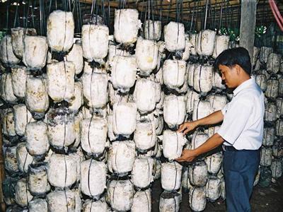 san xuat chuyen giao va cung ung nam cac loai