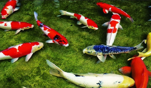 cong nghe nuoi va phat trien ca koi