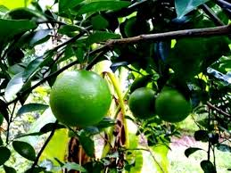 bao quan tuoi va keo dai thoi gian ton tru cam mat cam sanh cam xoan quit duong va buoi nam roi