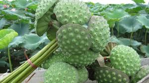 cong nghe san xuat sua tu hat sen theo cong nghe enzyme