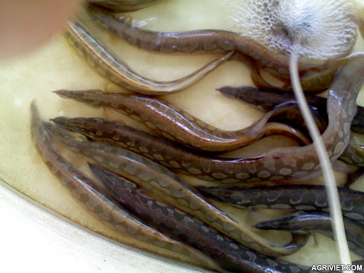 quy trinh san xuat nhan tao ca chach lau