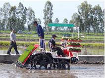 may cay lua yanmar